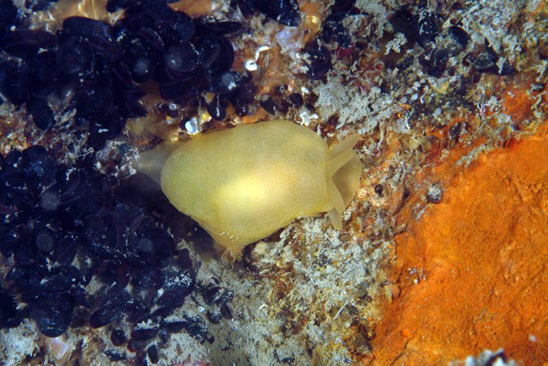 Berthellina sp.